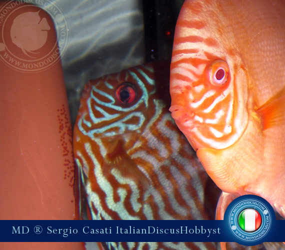 Italian Discus Breeder