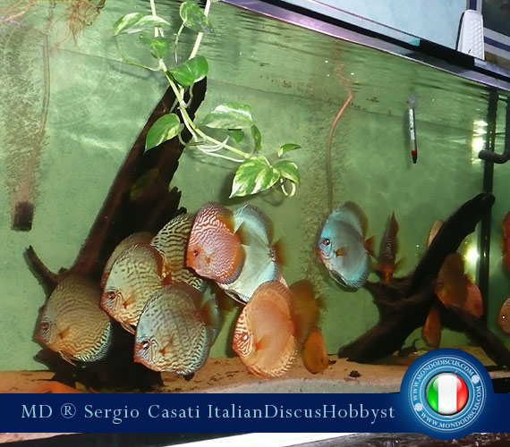 Italian Discus Breeder