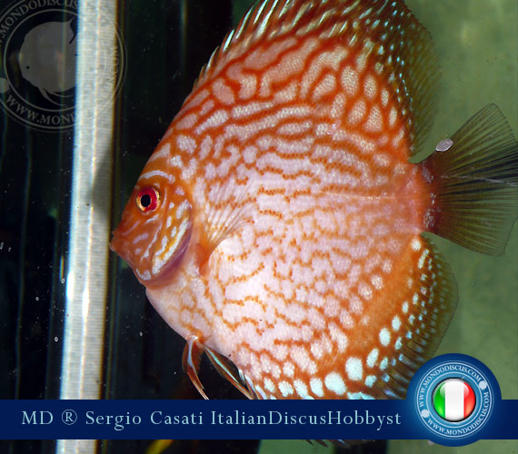 Italian Discus Breeder