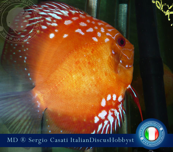 Italian Discus Breeder