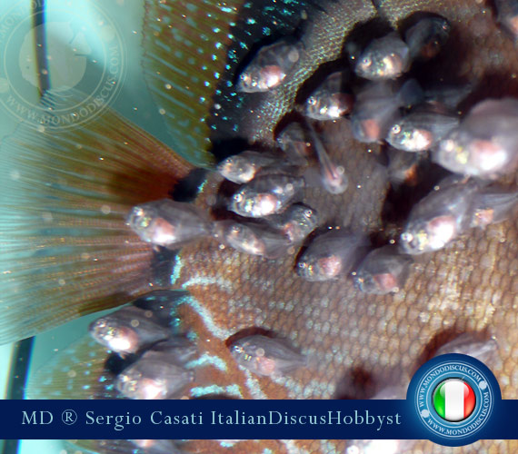 L'intervista: Sergio Casati su MondoDiscus