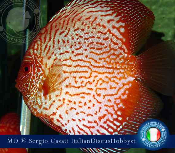 L'intervista: Sergio Casati su MondoDiscus