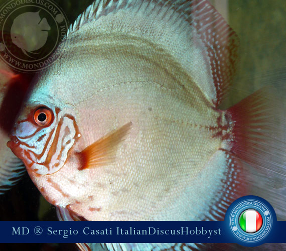 L'intervista: Sergio Casati su MondoDiscus