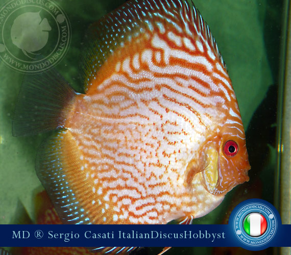 Italian Discus Breeder