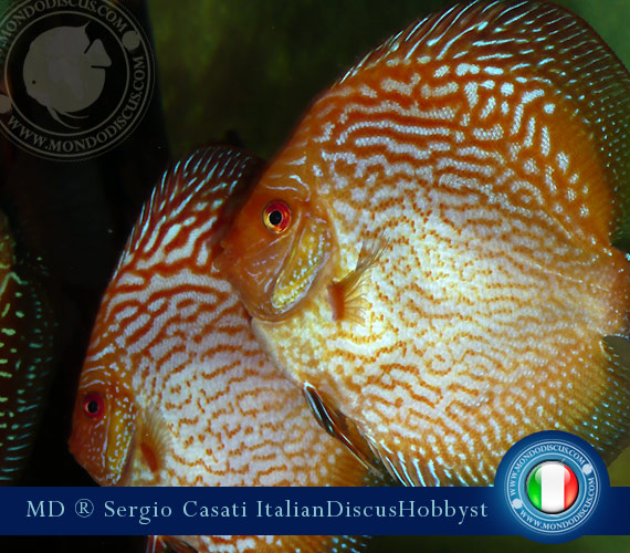 L'intervista: Sergio Casati su MondoDiscus