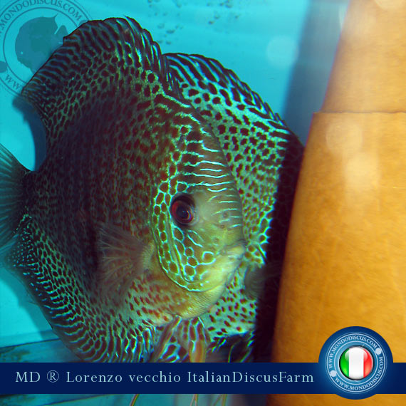 L'intervista: Lorenzo Vecchio si confessa