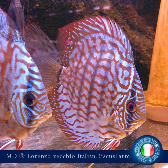 L'intervista: Lorenzo Vecchio si confessa