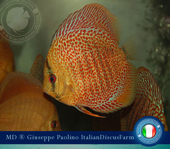 Italian Discus Breeders