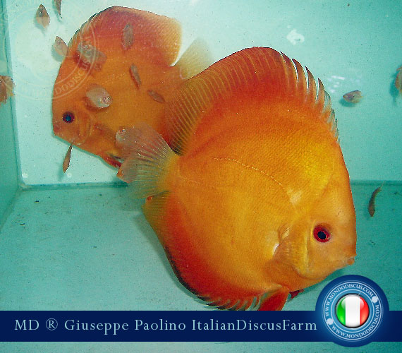 Italian Discus Breeders