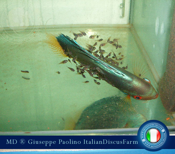 Italian Discus Breeders