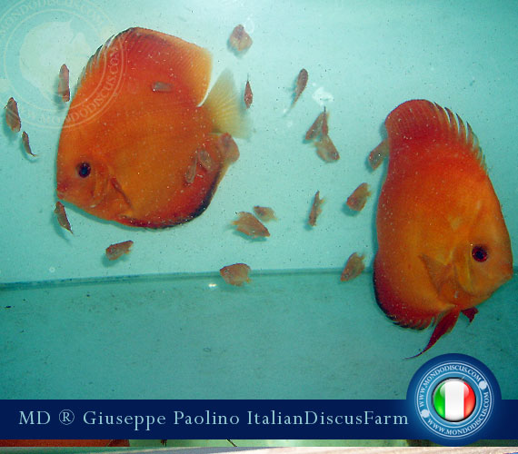 Italian Discus Breeders