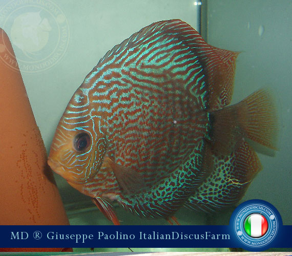 Italian Discus Breeders