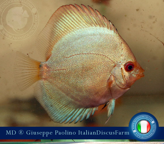 Italian Discus Breeders