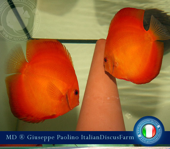 Italian Discus Breeders