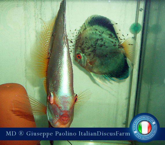 Italian Discus Breeders