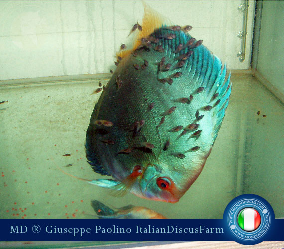 Italian Discus Breeders