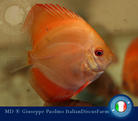 Italian Discus Breeders
