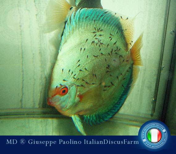 Italian Discus Breeders