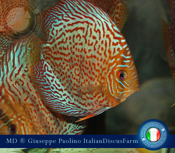 Italian Discus Breeders