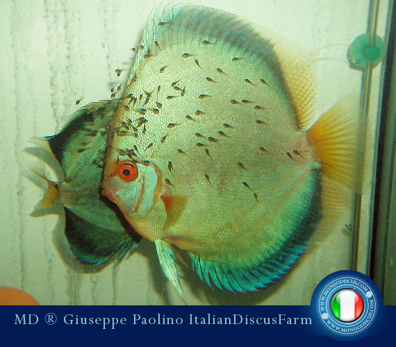 Italian Discus Breeders