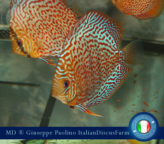 Italian Discus Breeders