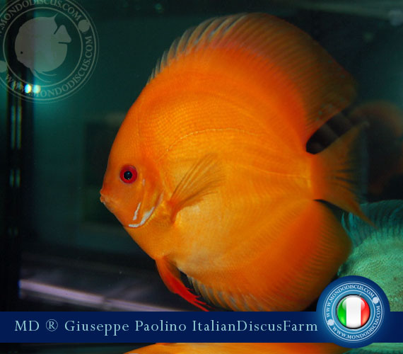 Italian Discus Breeders