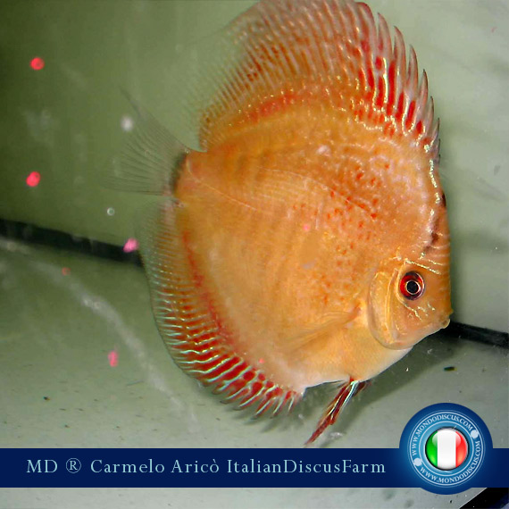 A domanda rispondi di Carmelo Aricò