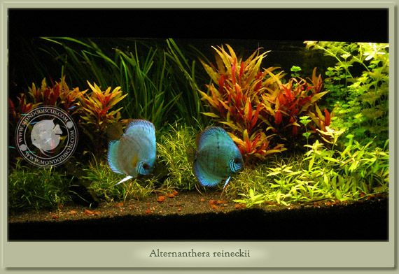 alternanthera reineckii