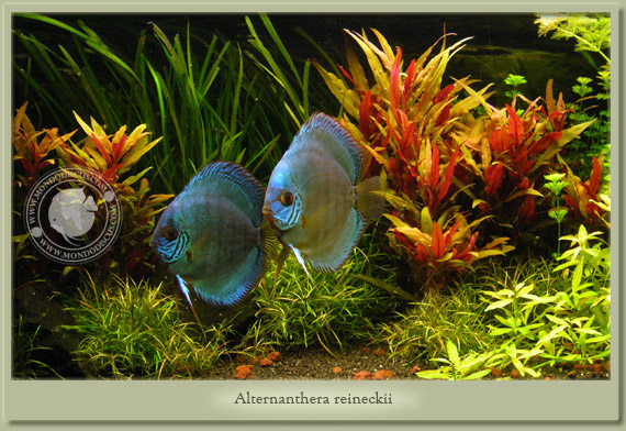 alternanthera reineckii