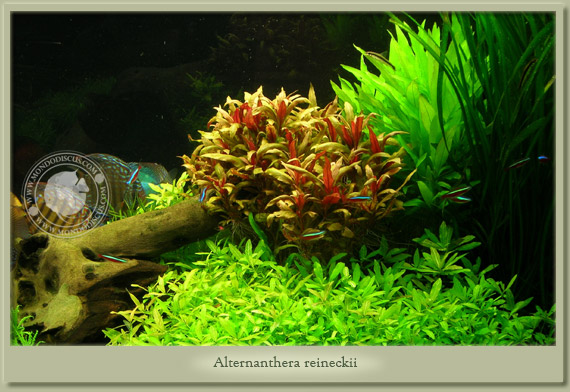 alternanthera reineckii