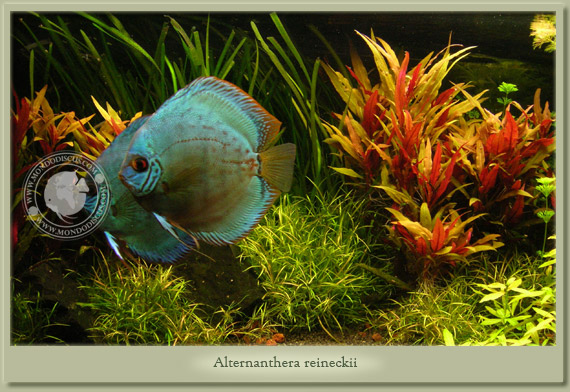 alternanthera reineckii