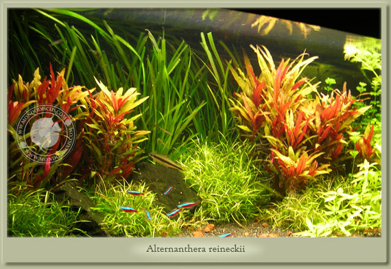 alternanthera reineckii