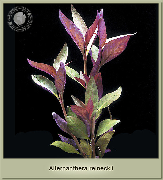 alternanthera reineckii