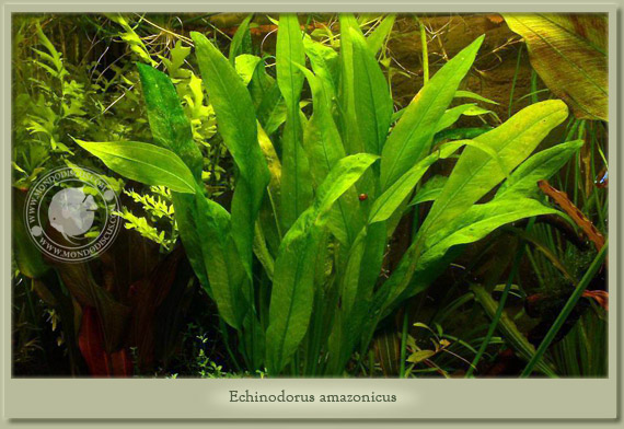 echinodorus amazonicus