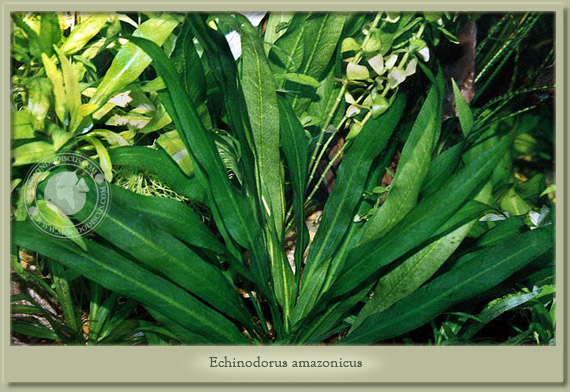 echinodorus amazonicus