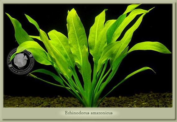 echinodorus amazonicus