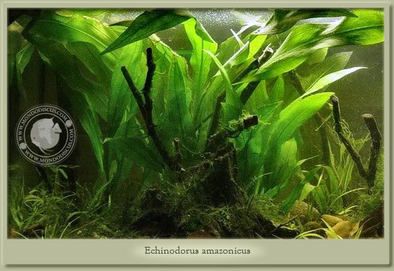 echinodorus amazonicus