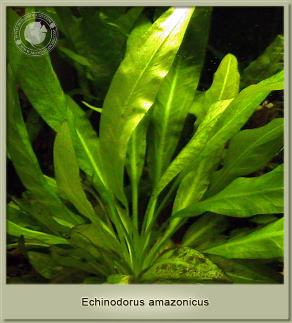 echinodorus amazonicus