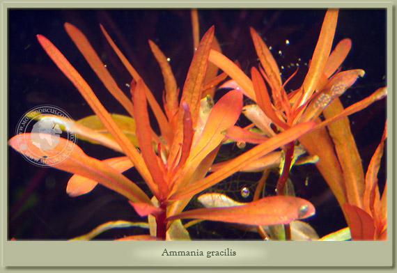 ammania gracilis