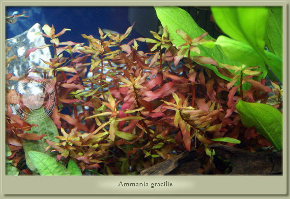ammania gracilis
