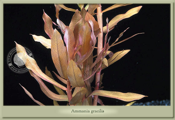 ammania gracilis