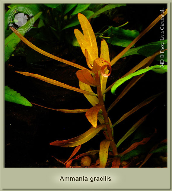 ammania gracilis