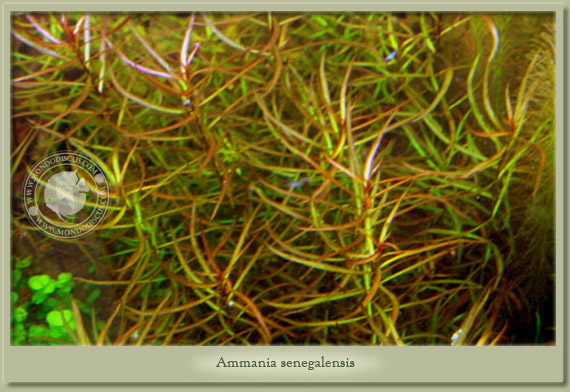 ammania senegalensis