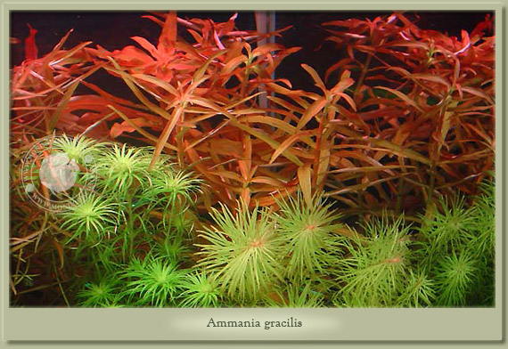 ammania gracilis