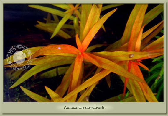 ammania senegalensis