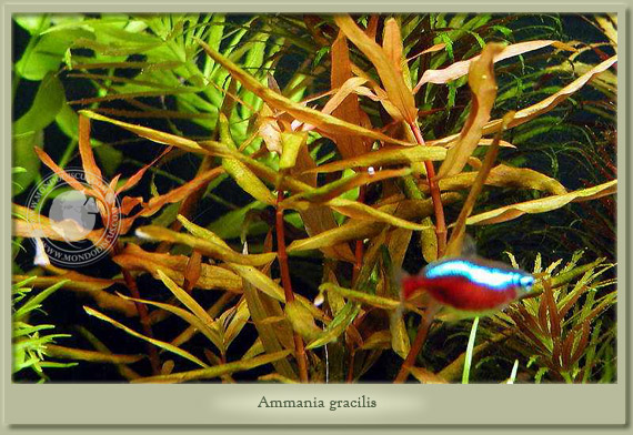 ammania gracilis