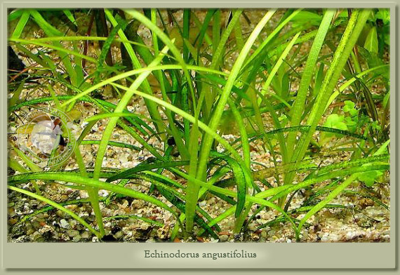 ECHINODORUS ANGUSTIFOLIUS