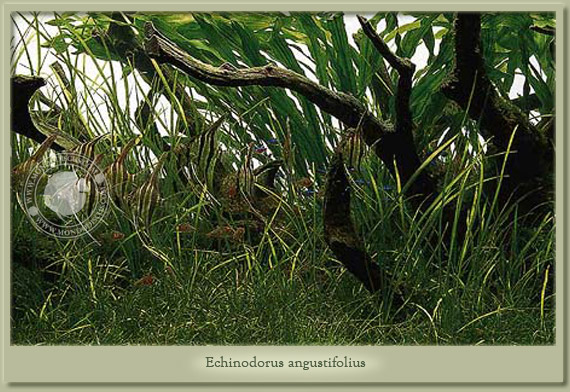 ECHINODORUS ANGUSTIFOLIUS