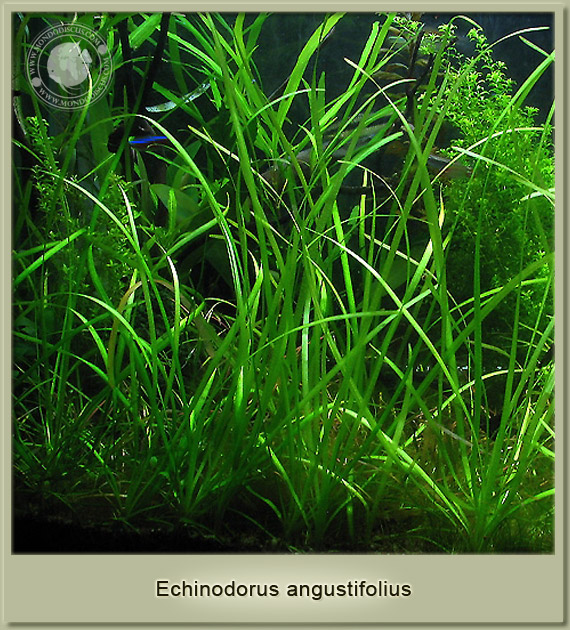 ECHINODORUS ANGUSTIFOLIUS