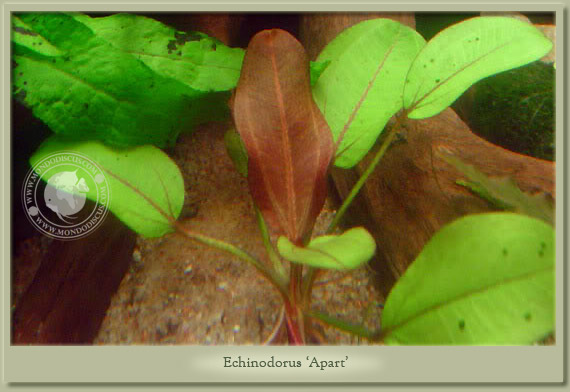 echinodorus apart